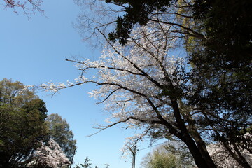 神社の桜