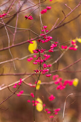 pink flowers bloom on the branches of trees
