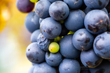 Hanging grapes in a rural garden