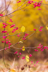 pink flowers bloom on the branches of trees