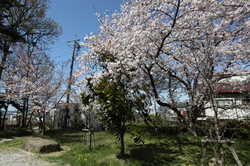 公園の桜