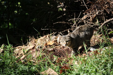 Wild cat