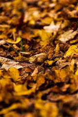 fallen leaves in autumn with their bright colors