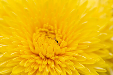 Autumn colorful Chrysanthemums in the garden
