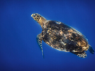 hawksbill turtle with sunshine in blue water in egypt