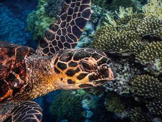 hawksbill turtle swims in the sea large view