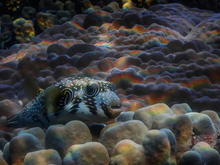 white spotted puffer fish lies on corals on the seabed