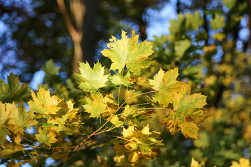 yellow maple leaves in autumn