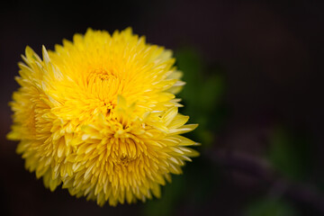 Autumn colorful Chrysanthemums in the garden