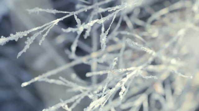 A close-up shot of frozen grass on a field covered with frost and snow and illuminated by the sun in the early frosty morning. There is a frosty haze in the air.