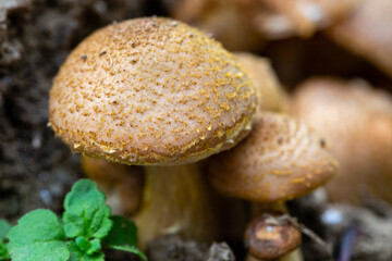 Beautiful mushrooms in the garden 