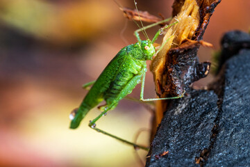 Beautiful grasshopper on the stump in autumn