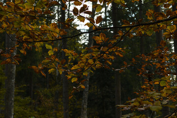 Feuilles d'automne 1