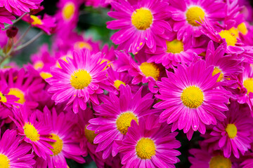 Autumn colorful Chrysanthemums in the garden