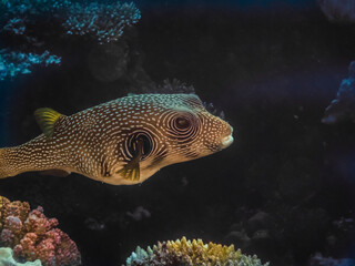 white spotted puffer fish large view near the surface