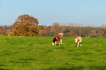 Obraz na płótnie Canvas Freilaufende Rinder auf einer Wiese in Schleswig-Holstein