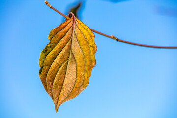 Obraz premium Herbstblatt