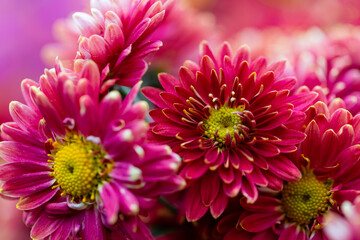 Autumn colorful Chrysanthemums in the garden