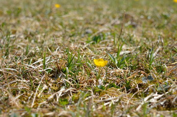 grass on the ground
