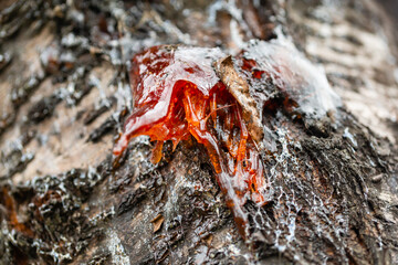 Gummosis, the formation of patches of a gummy substance on the surface of fruit trees.
