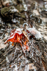 Gummosis, the formation of patches of a gummy substance on the surface of fruit trees.