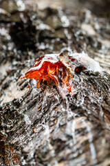 Gummosis, the formation of patches of a gummy substance on the surface of fruit trees.
