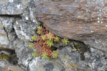 lichen on stone