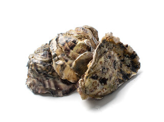 Fresh Closed Oyster Isolated on White Background.