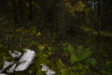 A l'orée des bois 9