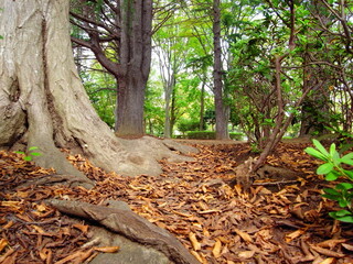 秋の枯れ葉散る公園のヒマラヤスギの広場風景
