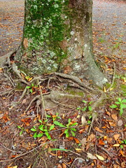 根の巻き付く古木の欅の根元と枯れ葉