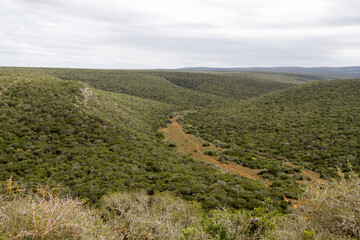 Fototapeta premium Addo Elephnt National Park