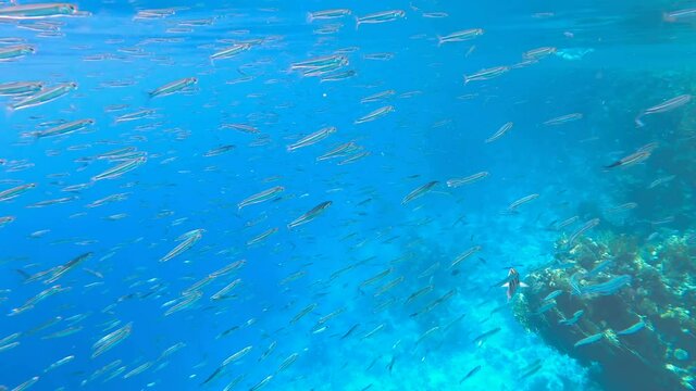 A flock of fish underwater
