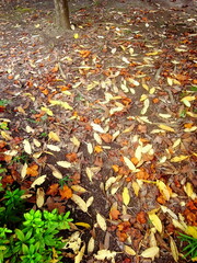 ユズリハの枯れ葉散る風景