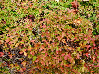 色づき始めた公園のドウダンツツジ