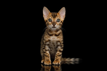Bengal Kitten sitting on isolated Black Background and looking at camera