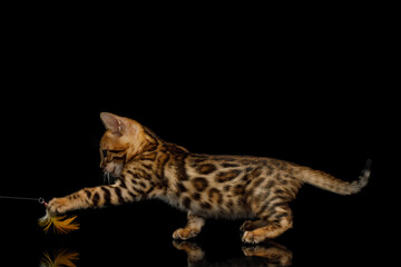 Playful Bengal Kitten on isolated Black Background side view