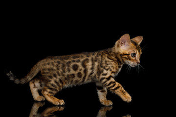 Playful Bengal Kitten on isolated Black Background side view