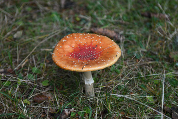 Amanite tue-mouches 2