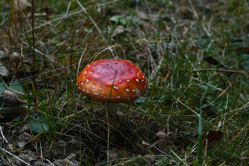 Amanite tue-mouches 1