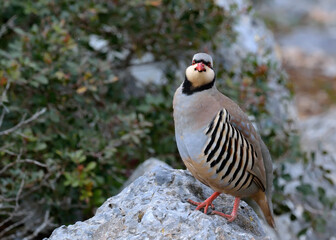 Chukar partridge (Alectoris chukar), Greece