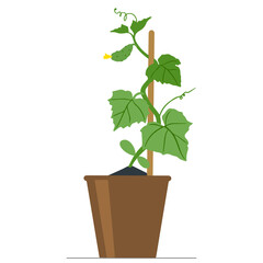 Cucumber seedlings in  flower pot. Vector illustration