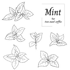 Black and white set of mint leaves on a white background. Vector outline sketch drawn by hand. Botanical illustration.