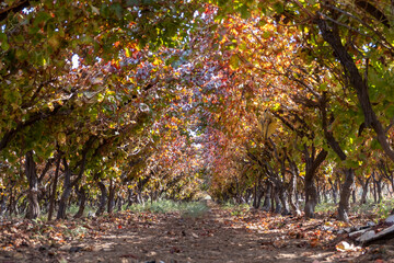 Rows of grape trees with red-green leaves growing in the vineyard