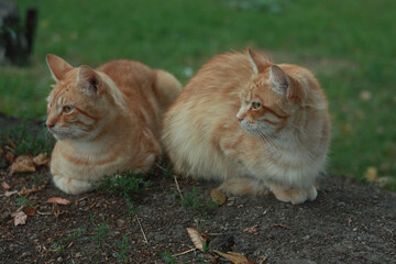 Autumn striped ginger seals on a background of green grass.