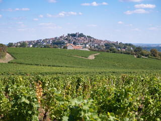 Fototapeta na wymiar The vineyard of Sancerre, in the Loire Valley of France