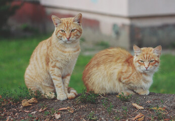 Autumn striped ginger seals on a background of green grass.