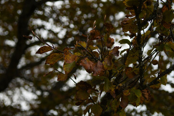 Feuilles sur grand arbre 2