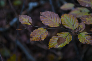 Hêtre d'automne 1