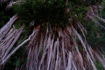 A banyan tree is very important in the middle of a polluted city to maintain the best oxygen availability. In addition, it is also a symbol of shade and spirituality.
